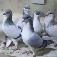 ۱۰ حیوان همه پرنده