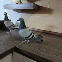 کفتر سبز اقون نر ماده