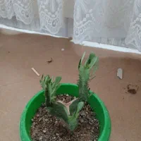 قیمت۸۰۰۰۰ تومان