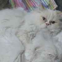 جفتگیری گربه