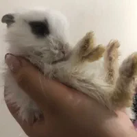 خرگوش کوچک