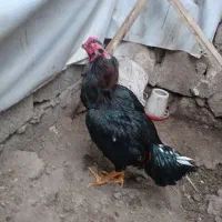 خروس لاری ۱۱ماهه