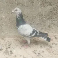 آلمانی پلاکی نر