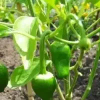خانم برای کار میخوام