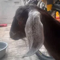 بره بزغاله نر گوسفند زنده