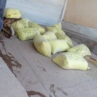 خرید و جمع اوری کود فضله کبوتر وحشی سوله شیروانی