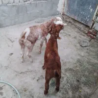 دوتا شنک نسل دار