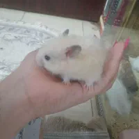 همستر اهلی دست آموز