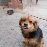 سگ خونگی تمیز