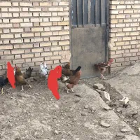 مرغ