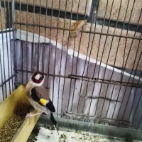 سهره|پرنده|تهران, کوثر|دیوار