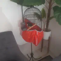 مرغ مینا سخنگو ۳۰ کلام حرف میزنه با قفس پایه دار