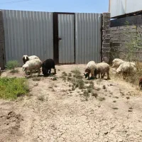 بره گوسفند عربی سرحال