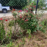 زمین خانه سرا بهشهر منطقه هزار جریب روستای یخکش