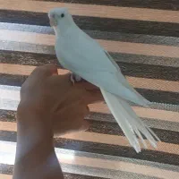 عروس هلنی آلبینو مولد
