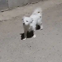 سگ پا کوتاه