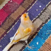 فروش قناری نر  دونه ای 2میلیون و پانصد