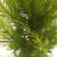 آبیاری حیاط ویلا باغبان هستم