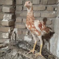خروس اوشامو ترک افغان