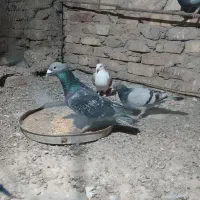 میکس اردن سیلور
