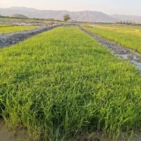 چلتوک علی کاظمی