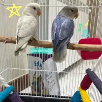 جفت برزیلی نر و ماده