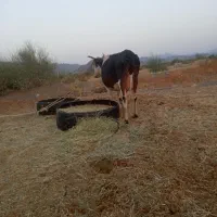 گاو با گوساله بهترین نژاد خیلی خوب