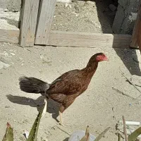 خروس ومرغ تخفیف گذاشتم