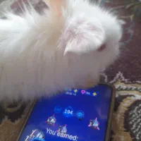 بچه خرگوش لپ اصل
