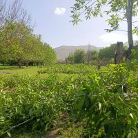 خریدفروش انوع چوب گردو،چنار،میوه،تیرچوب کهنه،بید