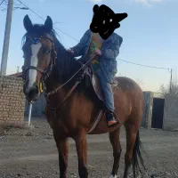اسب