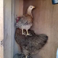 مرغ وجوجه