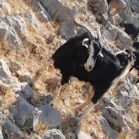 حیوانات بز