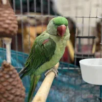 شاه طوطی