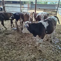 ۲۰راس گوساله سمینتال درجه یک