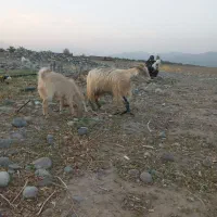 بز و قوچ
