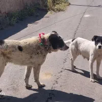 سگ ۲سال