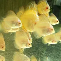 دیسکس یک تا دو بندی