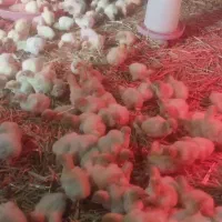 جوجه بوقلمون بیوتی 6