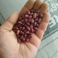 لوبیا قرمز محلی