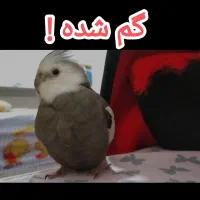 عروس هلندی گم شده