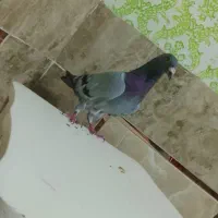 کبوتر ماده کیلومتری