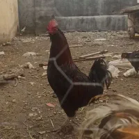 خروس گلین