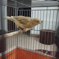 قناری دارچینی نرجوان