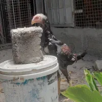 جوجه خروس لاری