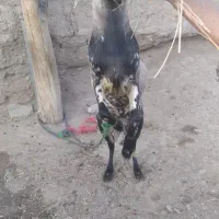 بز نری