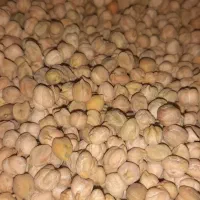 نخودمحلی واوبیاچیتی کوهرنگ ارگانیک