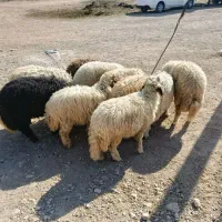 گوسفندبره نر