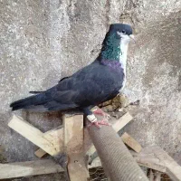 جفت کرواتی کاکلی با جوجه