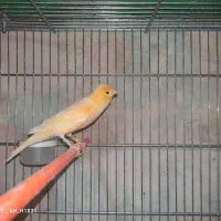 فروش تعدادی قناری رسمی